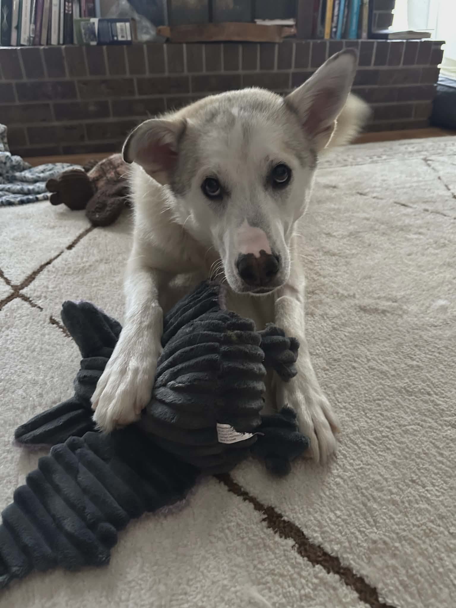 Skipper - Husky mix available for adoption at Running Wild Rescue in Saskatoon