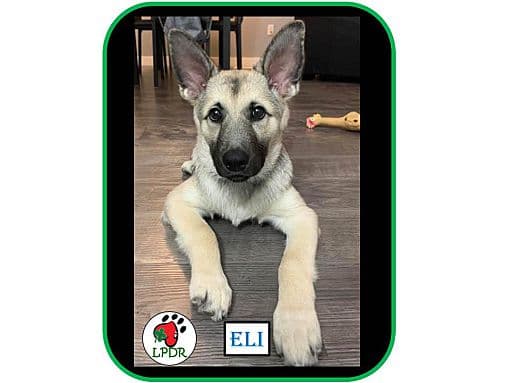 Eli - Norweigen Elkhound/Shepard cross available for adoption at Lucky Paws Dog Rescue in Regina