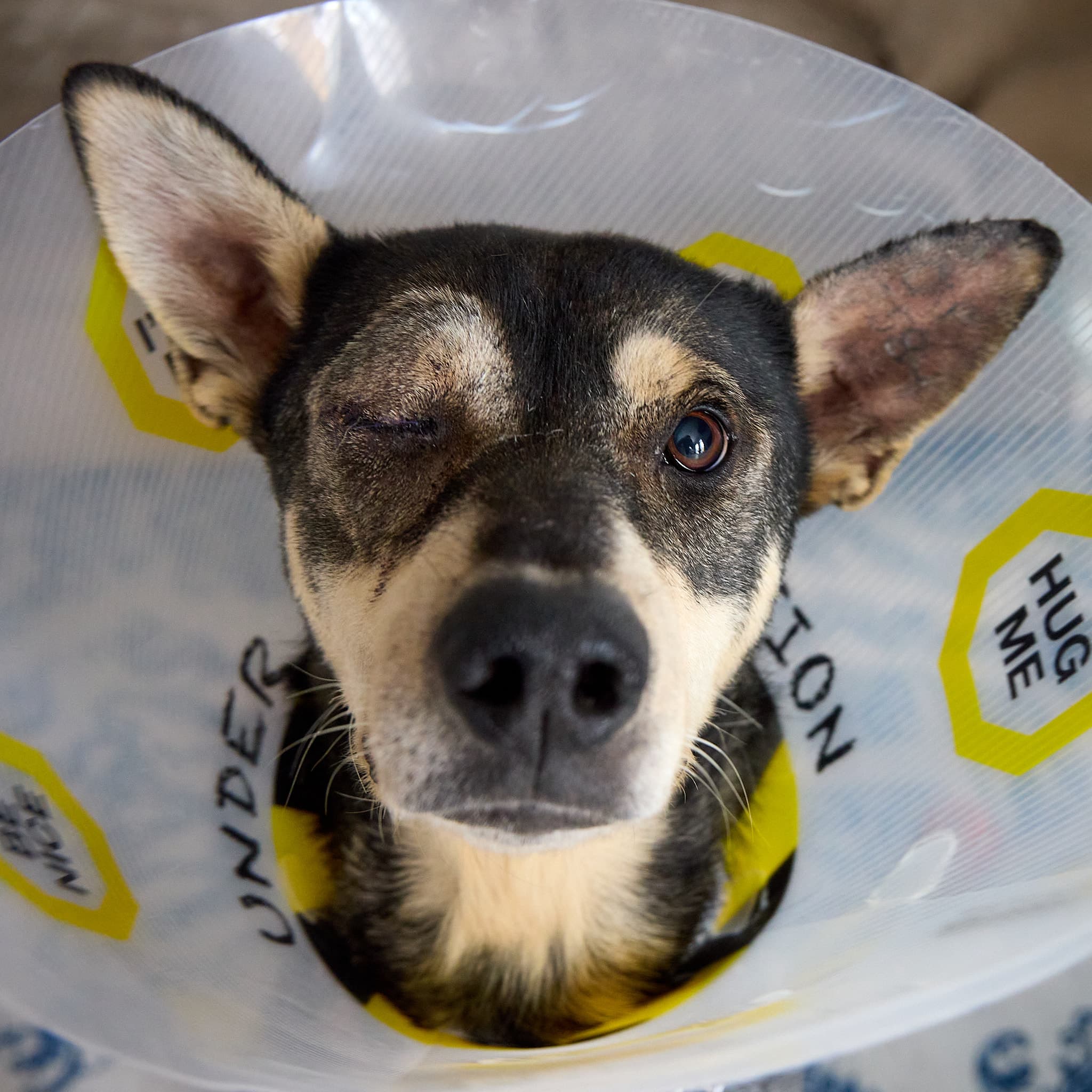 Peach - Mixed Breed available for adoption at New Hope Dog Rescue in Saskatoon