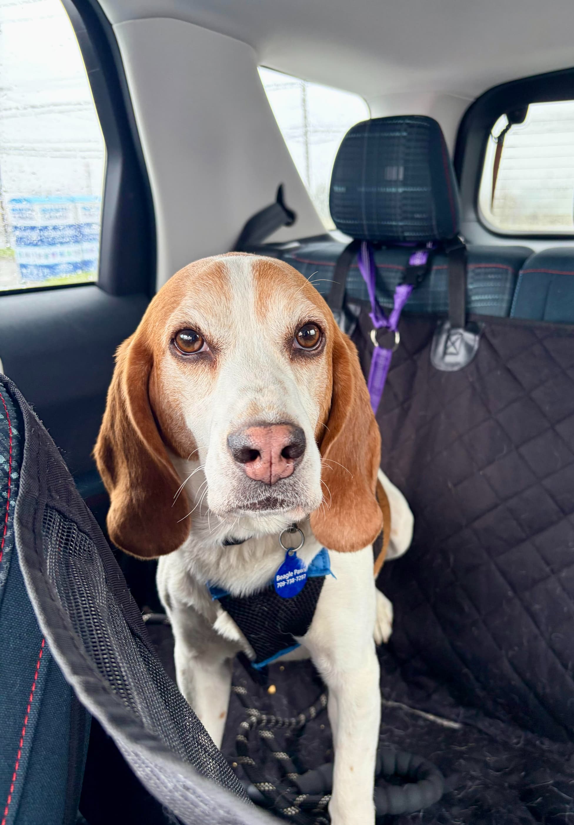 Malcom - Beagle available for adoption at Beagle Paws in St. John's