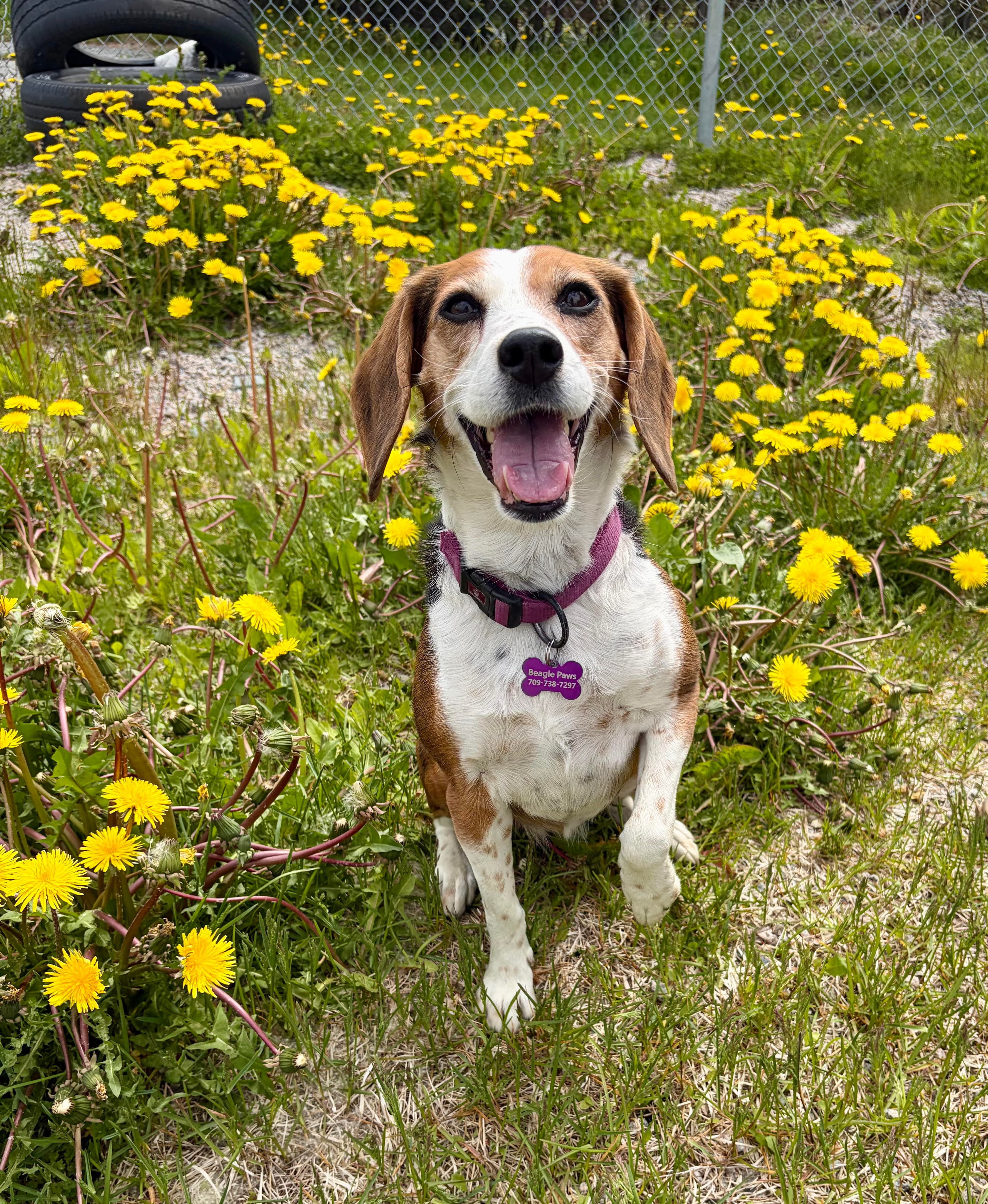 Zurie - Beagle available for adoption at Beagle Paws in St. John's