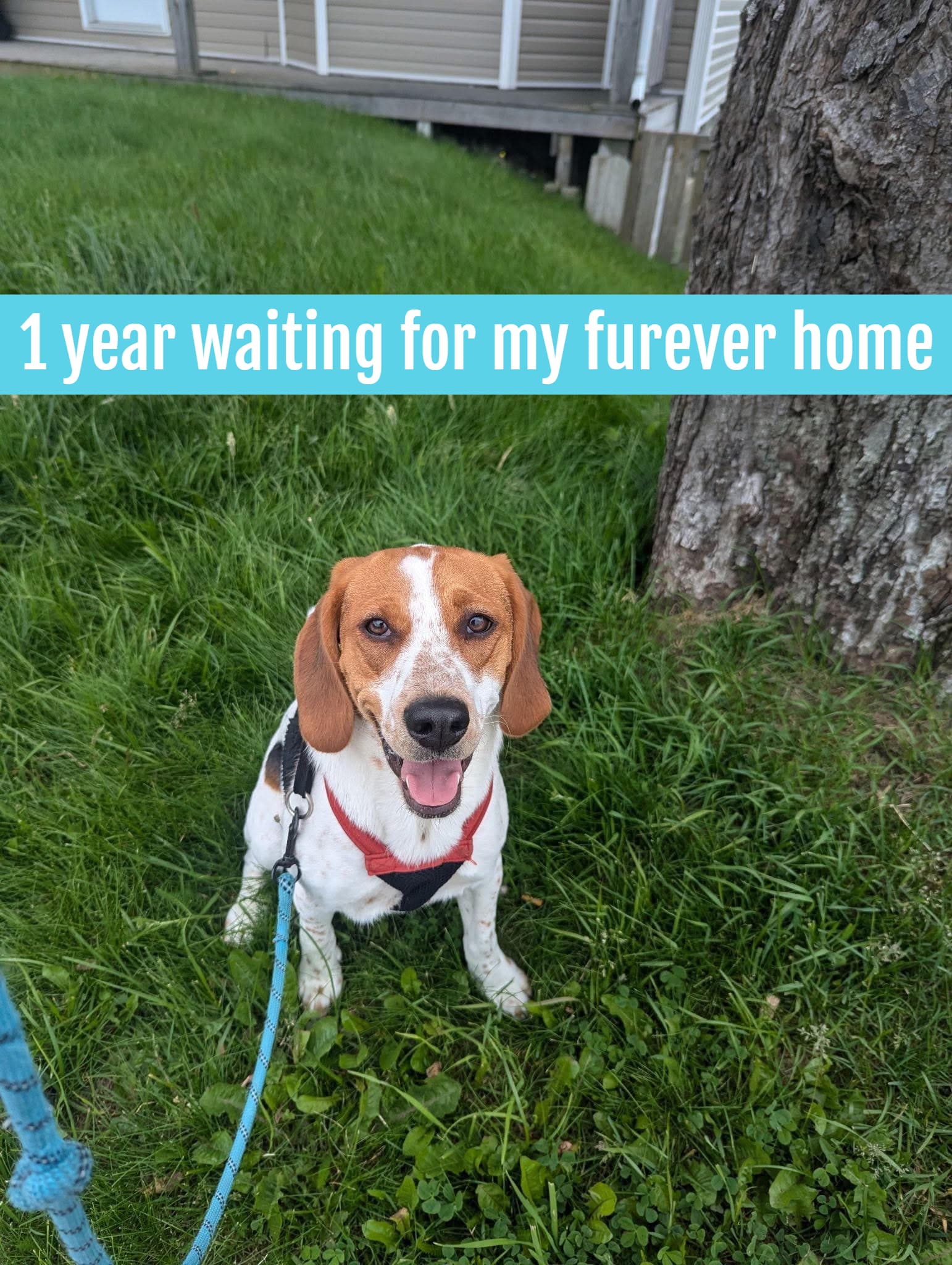 Spot - Beagle available for adoption at Beagle Paws in St. John's