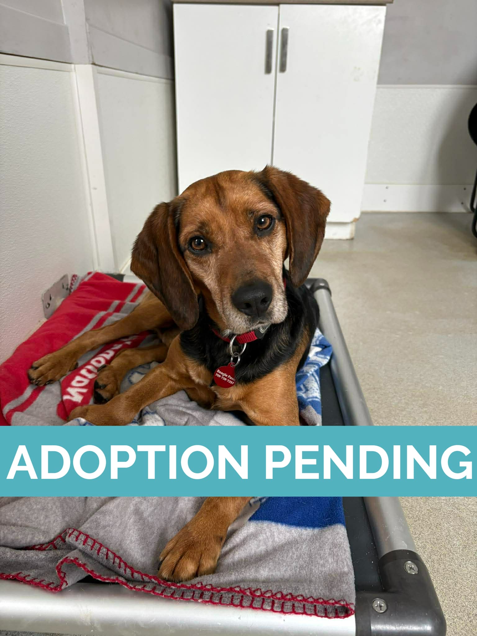 Sabre - Beagle available for adoption at Beagle Paws in St. John's
