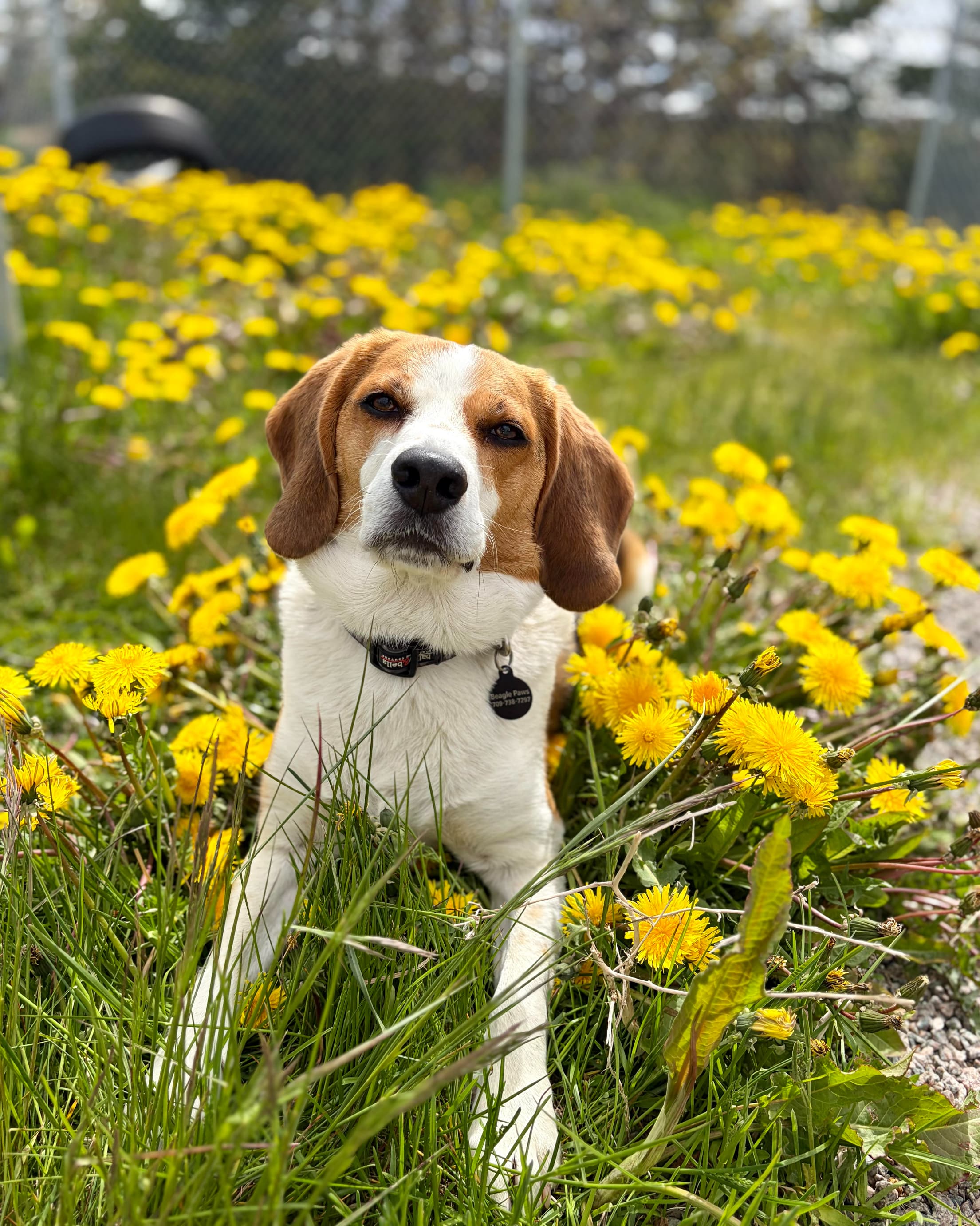 Rudy - Beagle available for adoption at Beagle Paws in St. John's