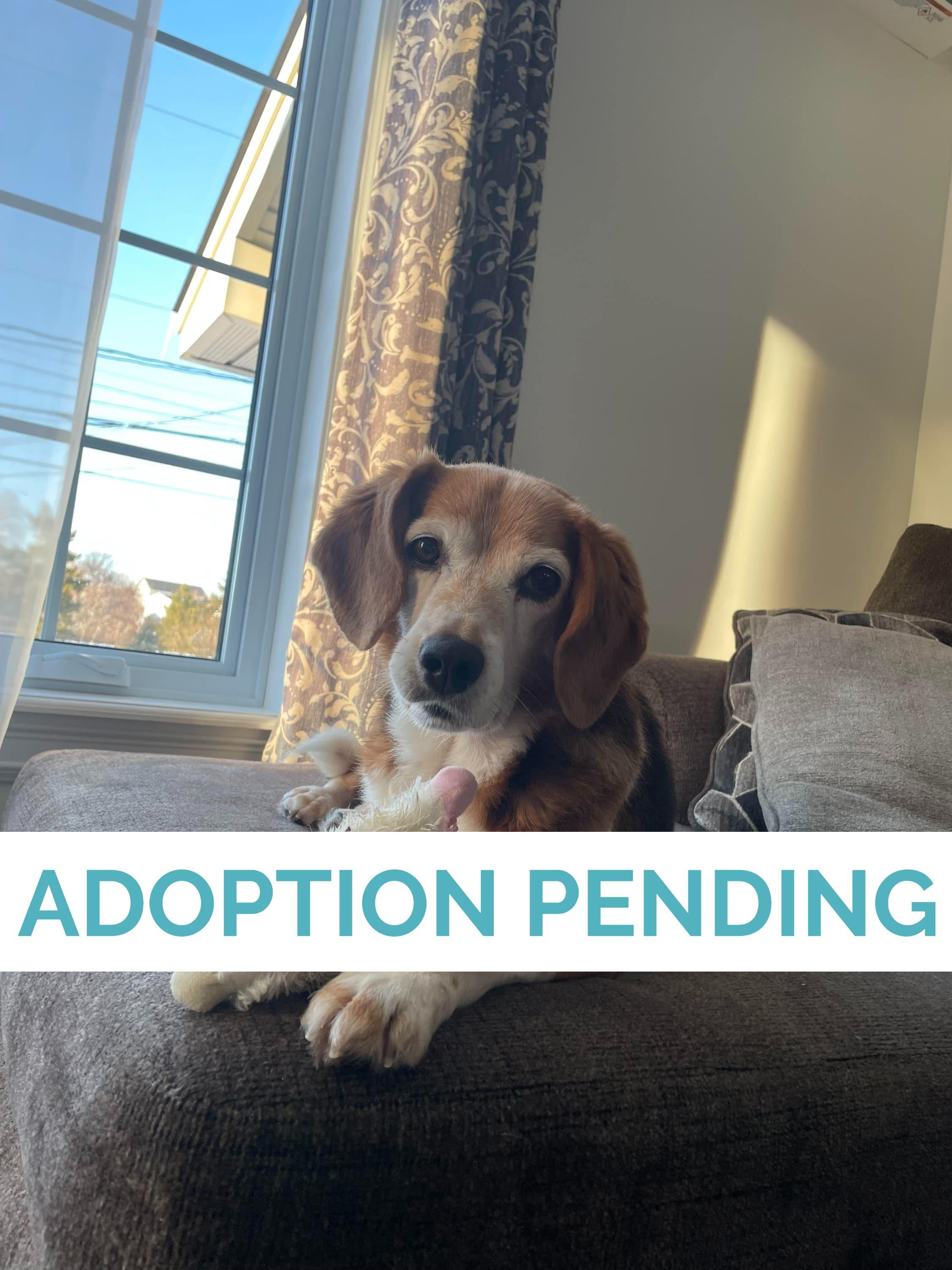 Fozzie - Beagle available for adoption