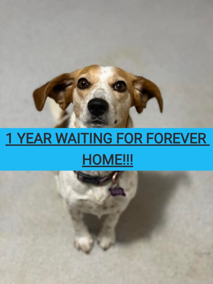 Luna - Beagle available for adoption at Beagle Paws in St. John's