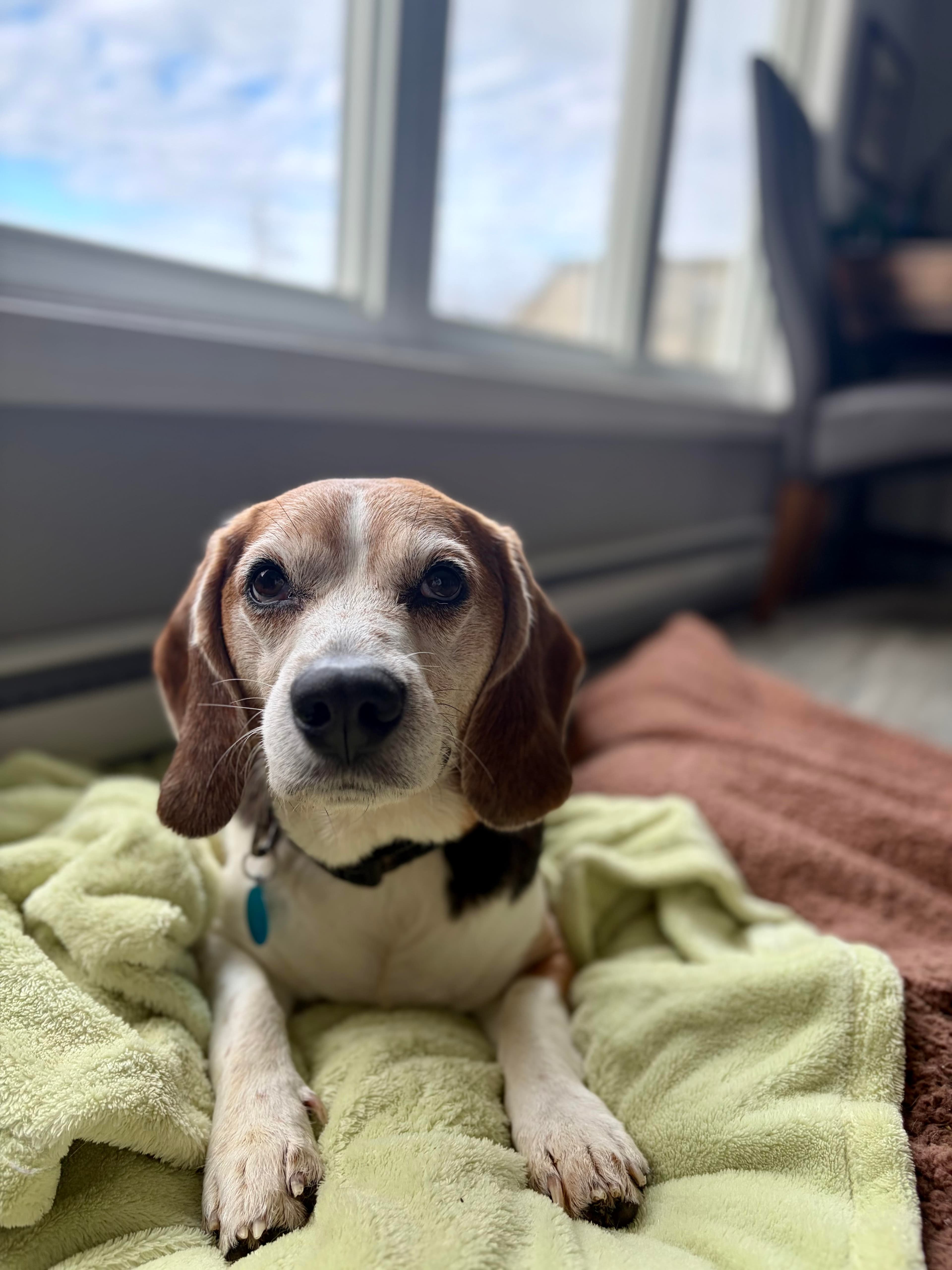 Shiloh - Beagle available for adoption at Beagle Paws in St. John's