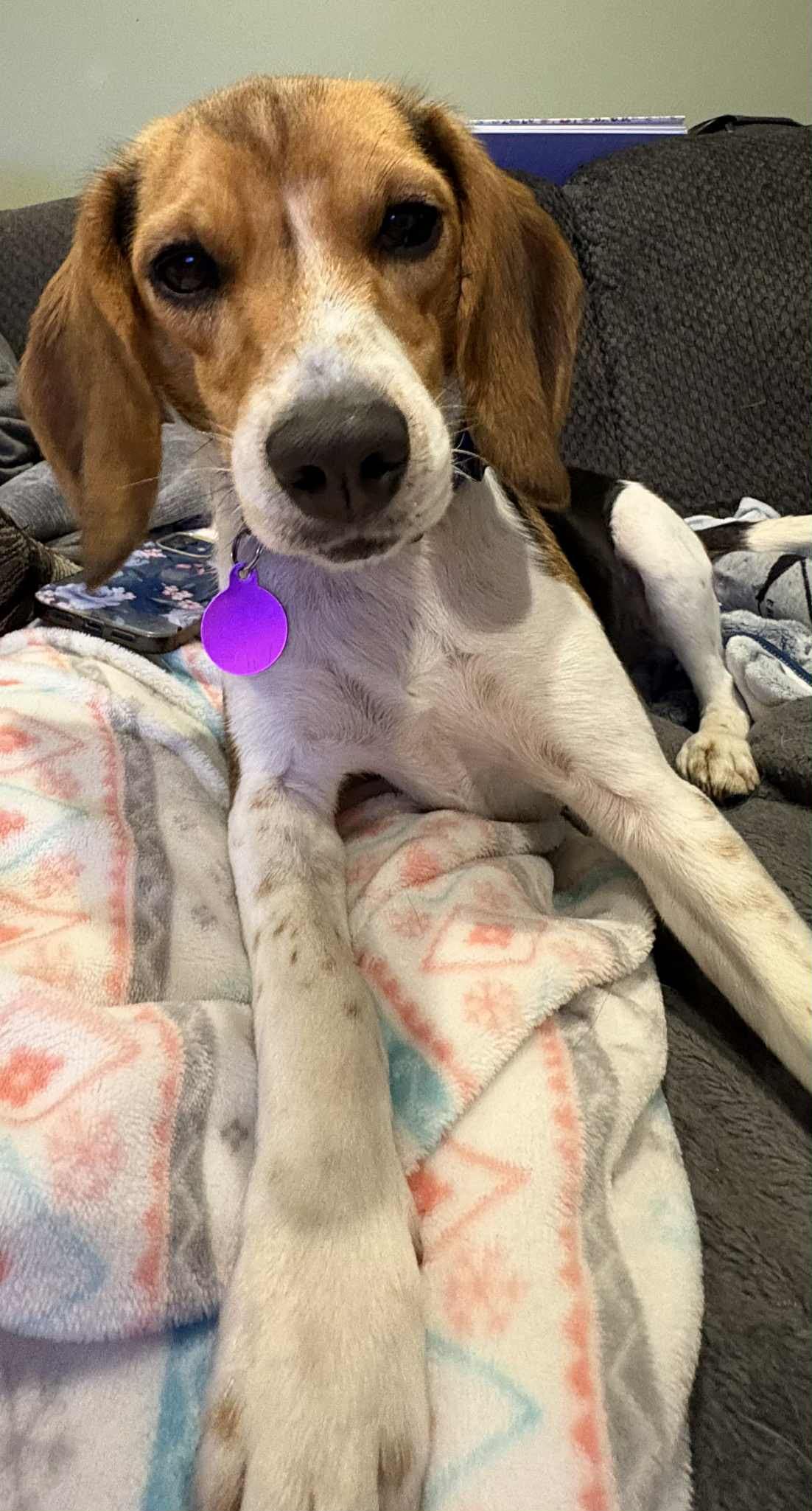 Pixie - Beagle available for adoption at Beagle Paws in St. John's