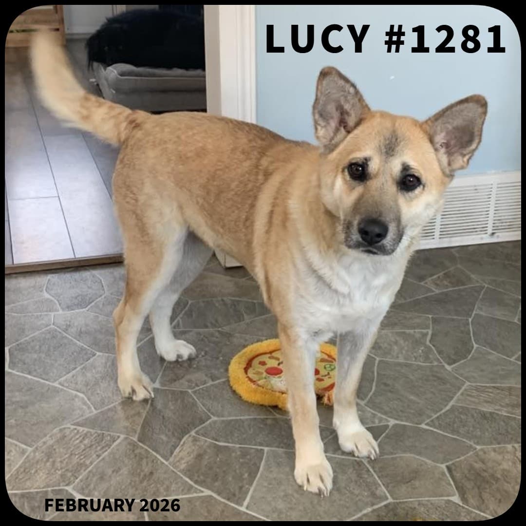 LUCY - Mixed Breed available for adoption in Calgary