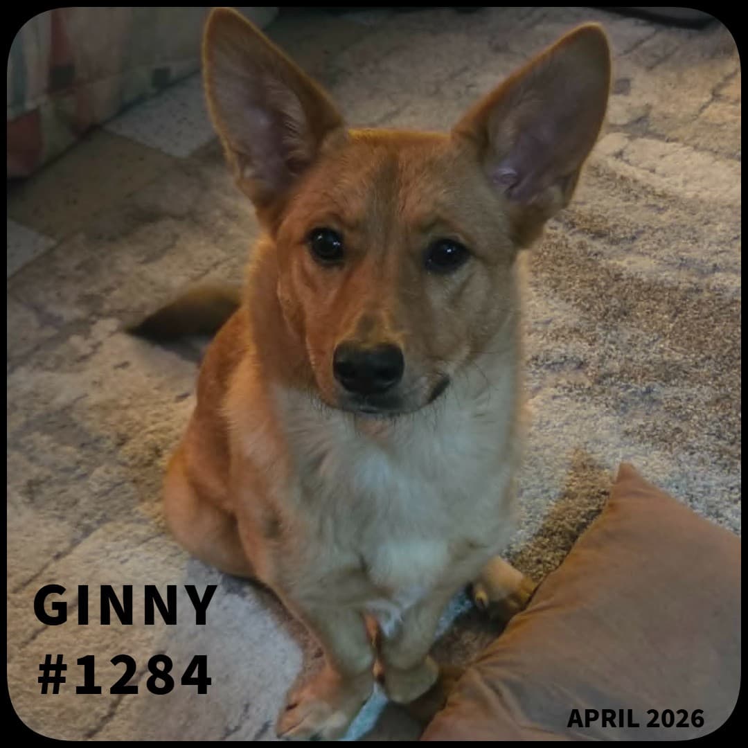 GINNY - Mixed, Siberian Husky available for adoption in Calgary
