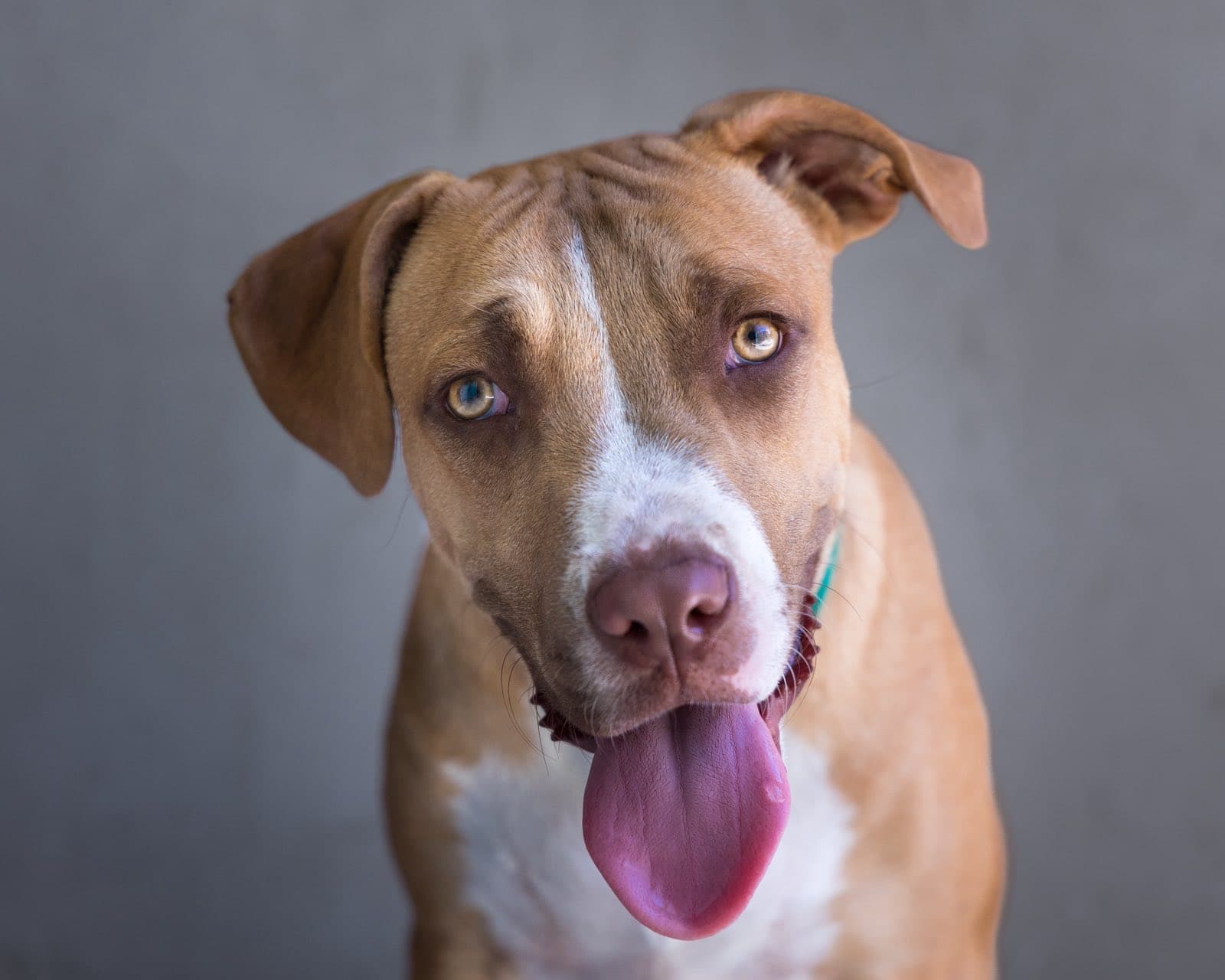 Dexter - Mixed Breed available for adoption at Taco Dog Rescue Society in Vancouver