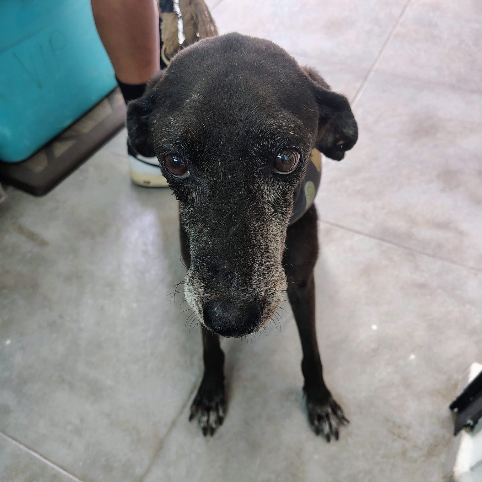 Kofi (Coffee) - Mixed Breed available for adoption at Taco Dog Rescue Society in Vancouver
