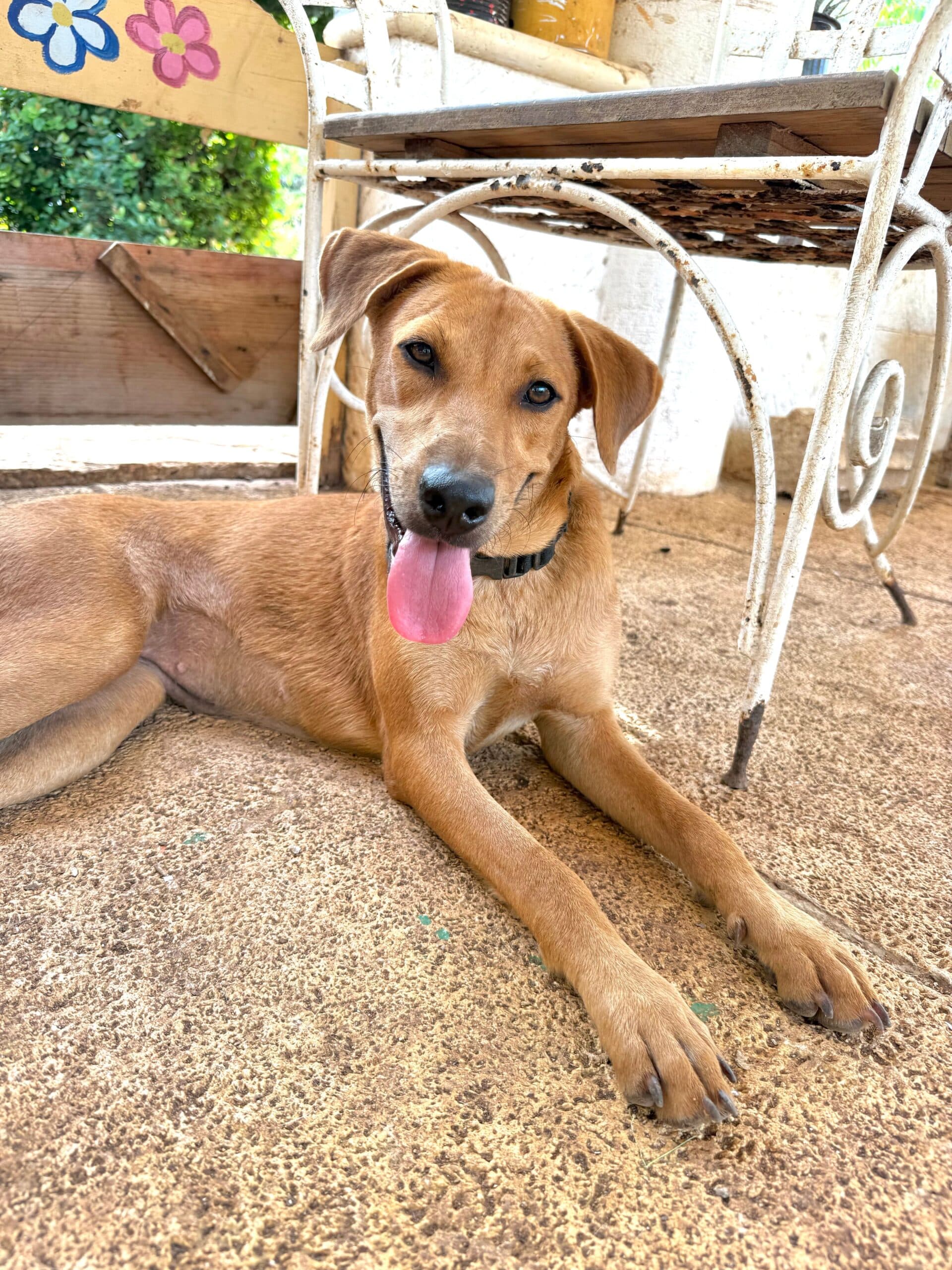 Mandy - Mixed Breed available for adoption at Taco Dog Rescue Society in Vancouver