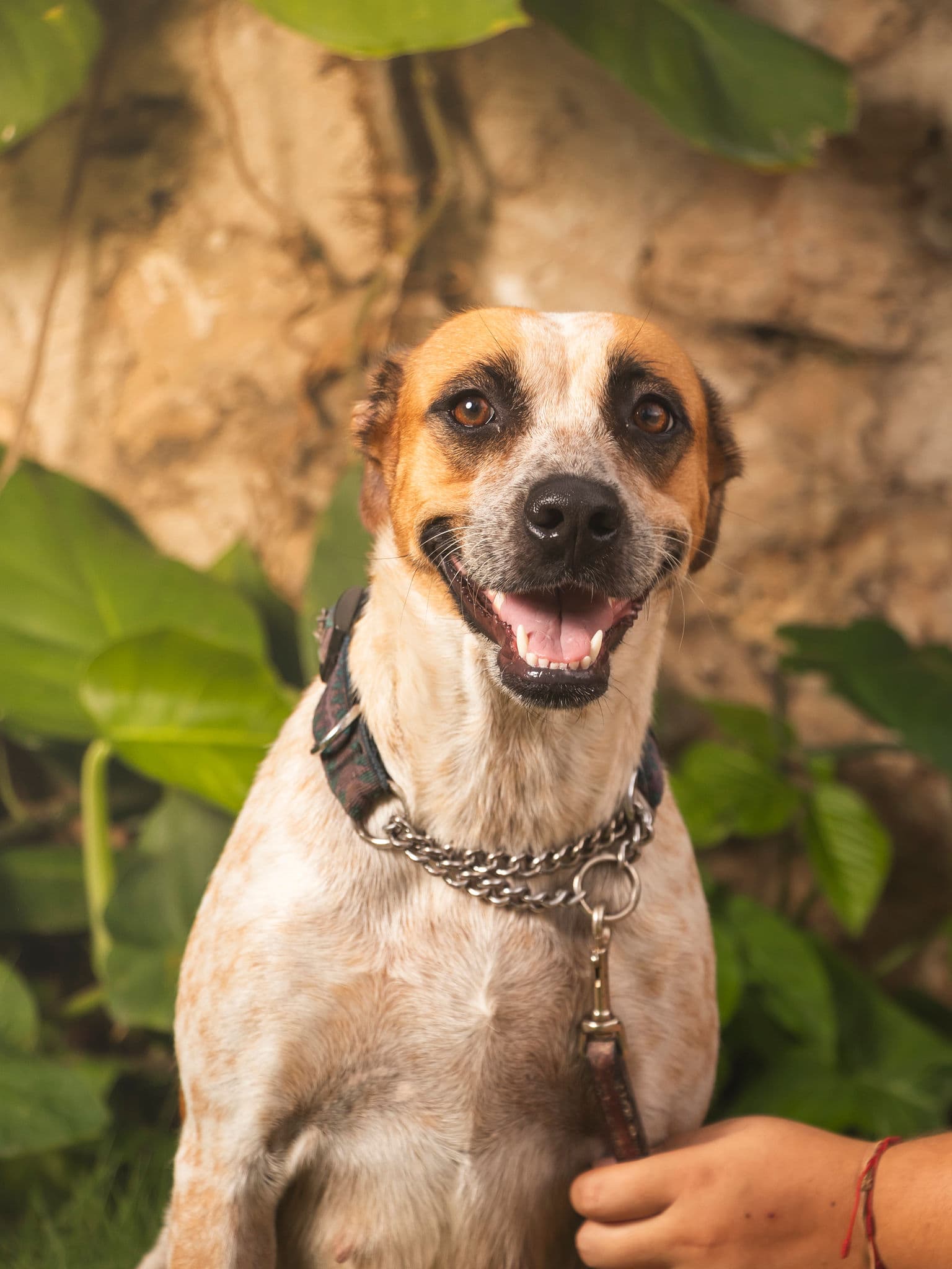 Mimi - Mixed Breed available for adoption at Taco Dog Rescue Society in Vancouver