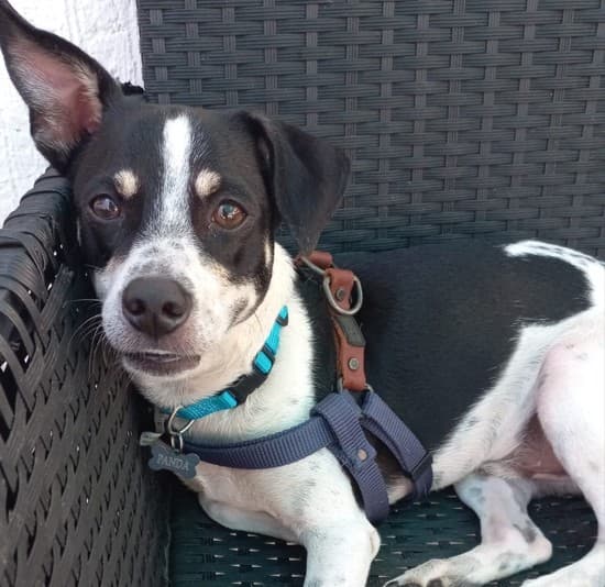 Panda - Mixed Breed available for adoption at Taco Dog Rescue Society in Vancouver