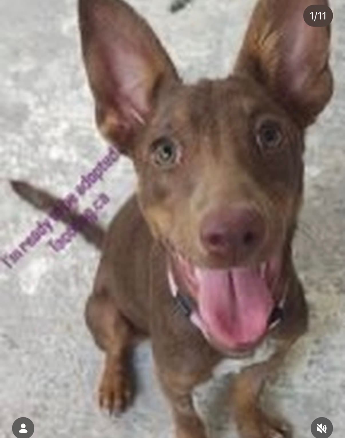 Honey - Mixed Breed available for adoption at Taco Dog Rescue Society in Vancouver