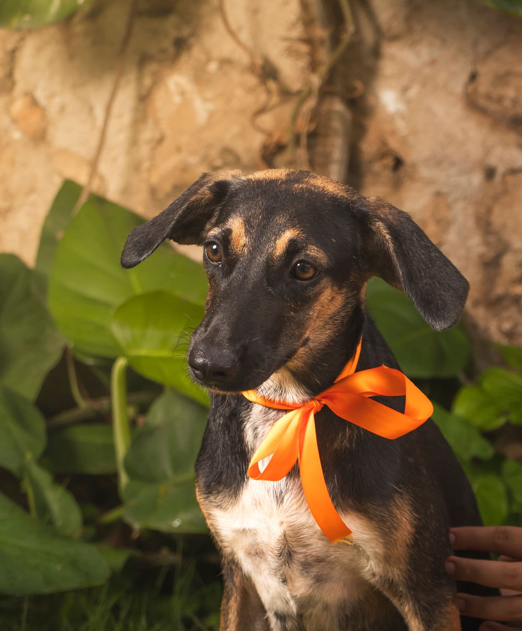 Lola - Mixed Breed available for adoption at Taco Dog Rescue Society in Vancouver
