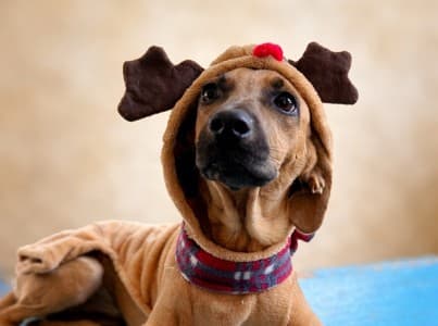 Bambi - Mixed Breed available for adoption at Taco Dog Rescue Society in Vancouver