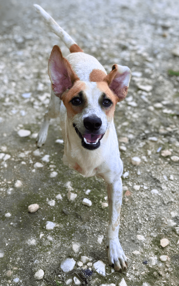 Romeo - Mixed Breed available for adoption at Taco Dog Rescue Society in Vancouver