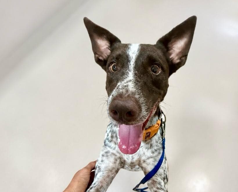 PEPITO - Mixed Breed available for adoption at Taco Dog Rescue Society in Vancouver