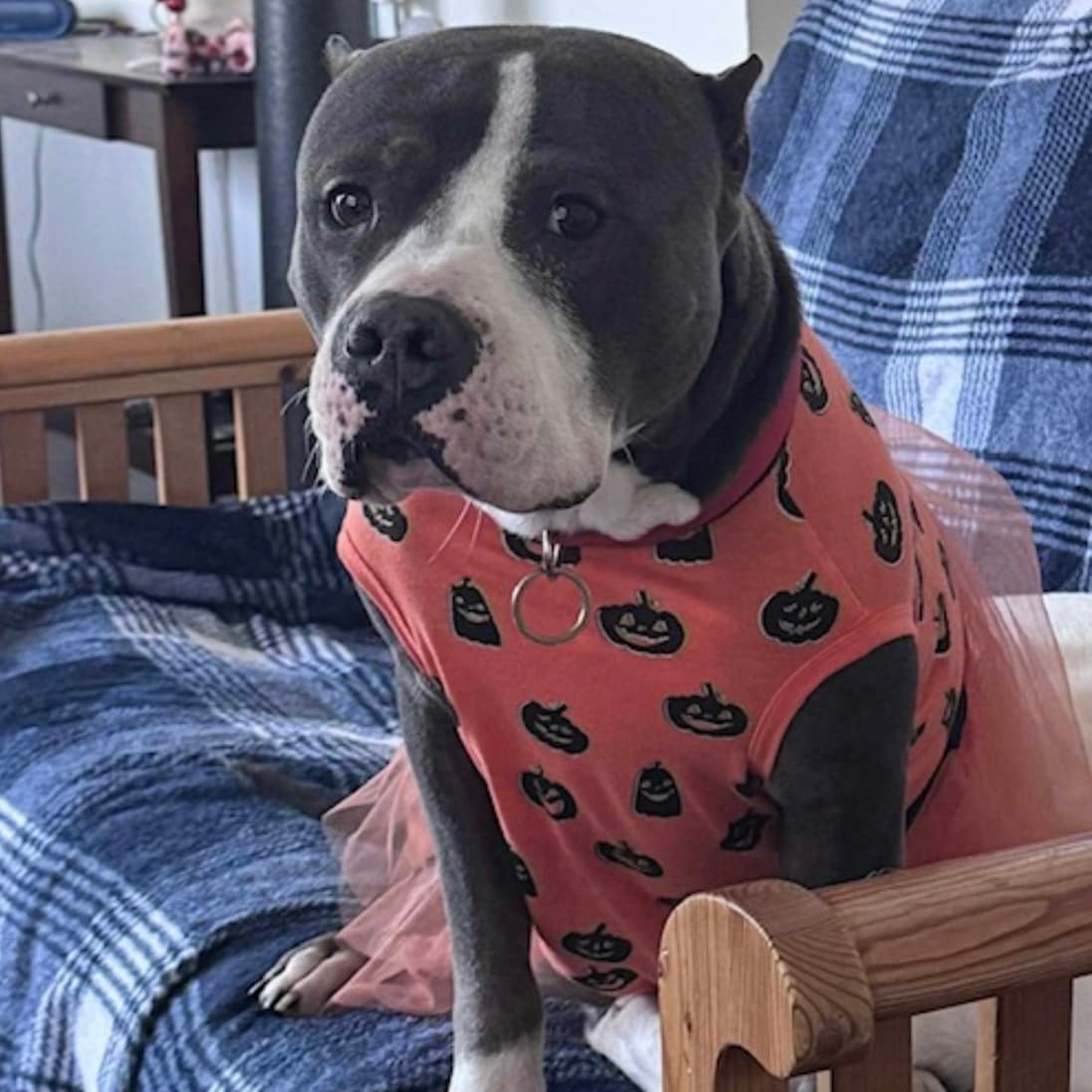 Annabelle - American Bulldog available for adoption at TEAM Dog Rescue in Toronto