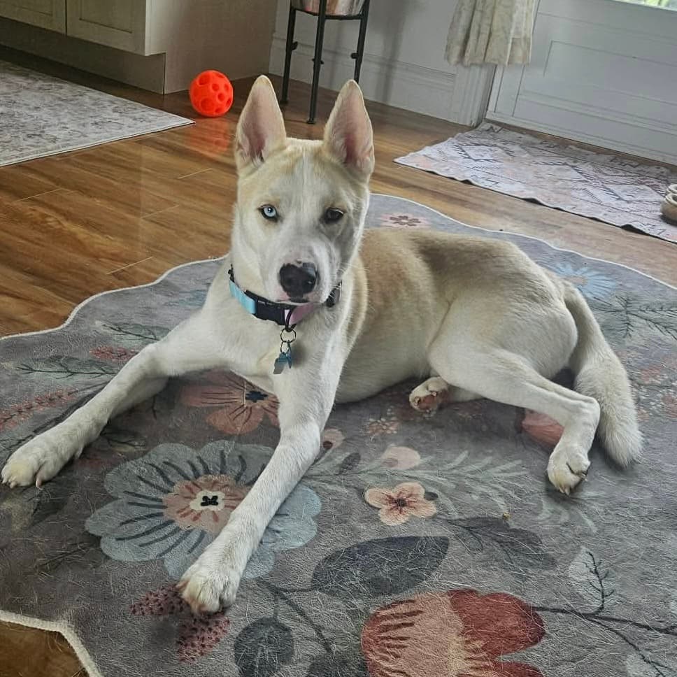 Bobo - Husky mix available for adoption at TEAM Dog Rescue in Toronto