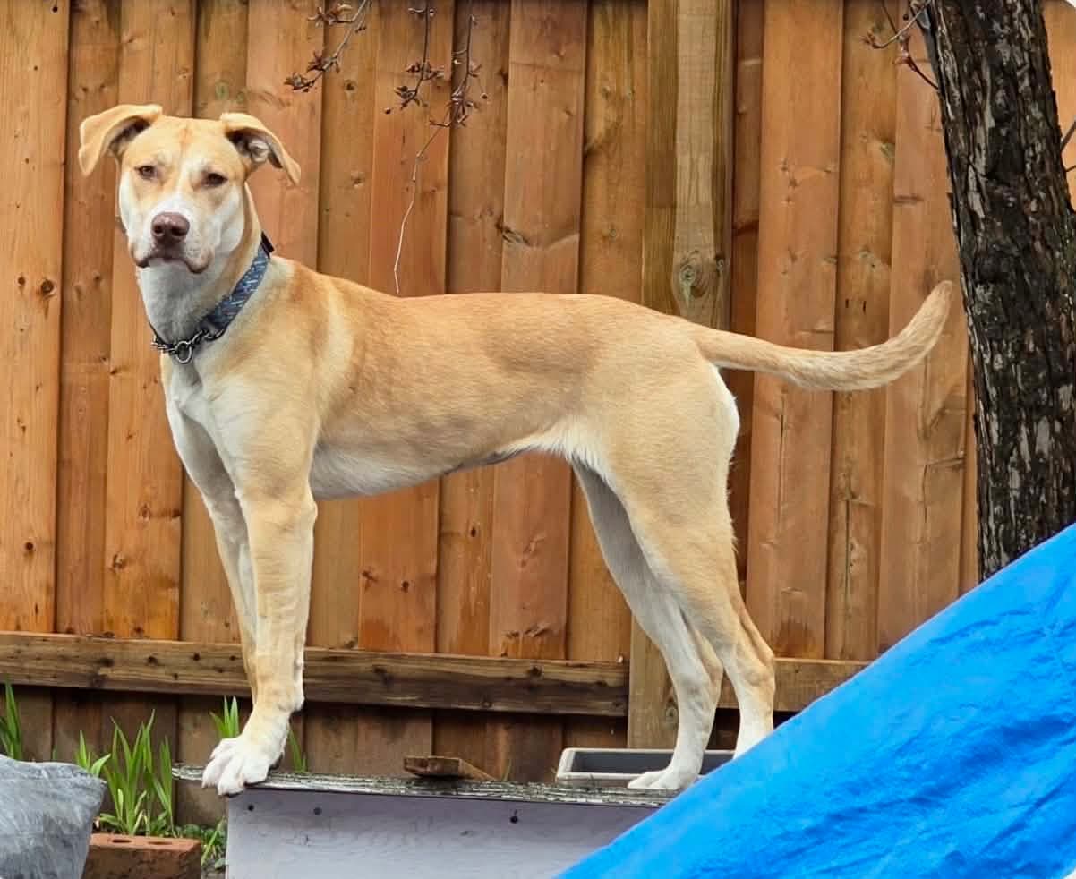 Zoe - Husky/Collie/Boxer X available for adoption at TEAM Dog Rescue in Toronto
