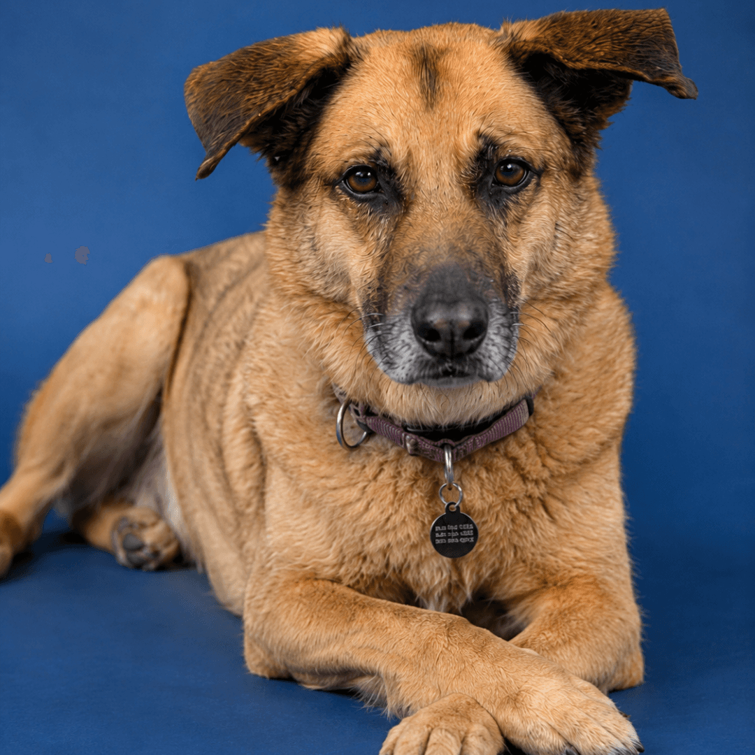 McCoy - GSD x available for adoption at TEAM Dog Rescue in Toronto