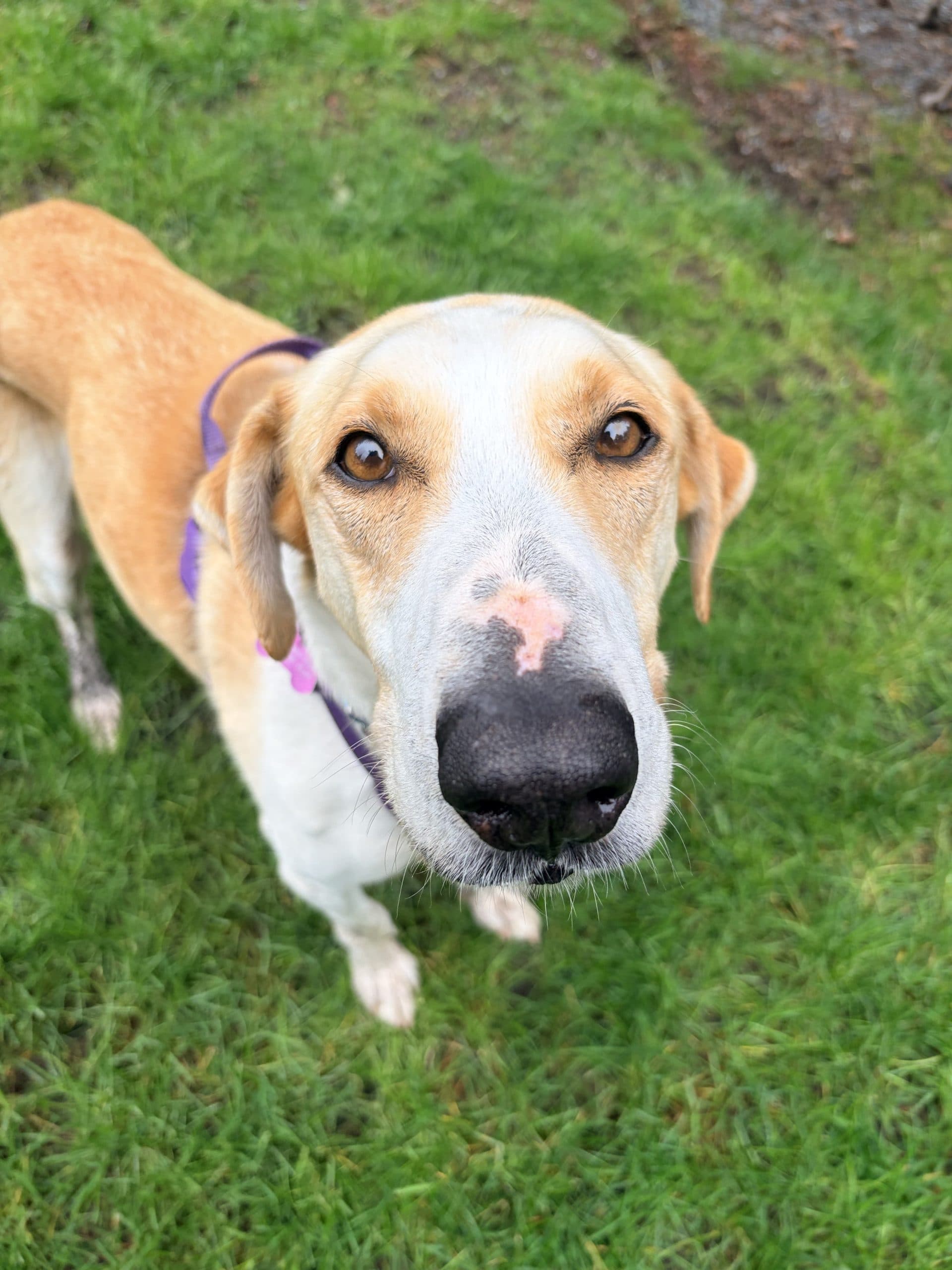 Piper - Mixed Breed available for adoption at Victoria Humane Society in British Columbia