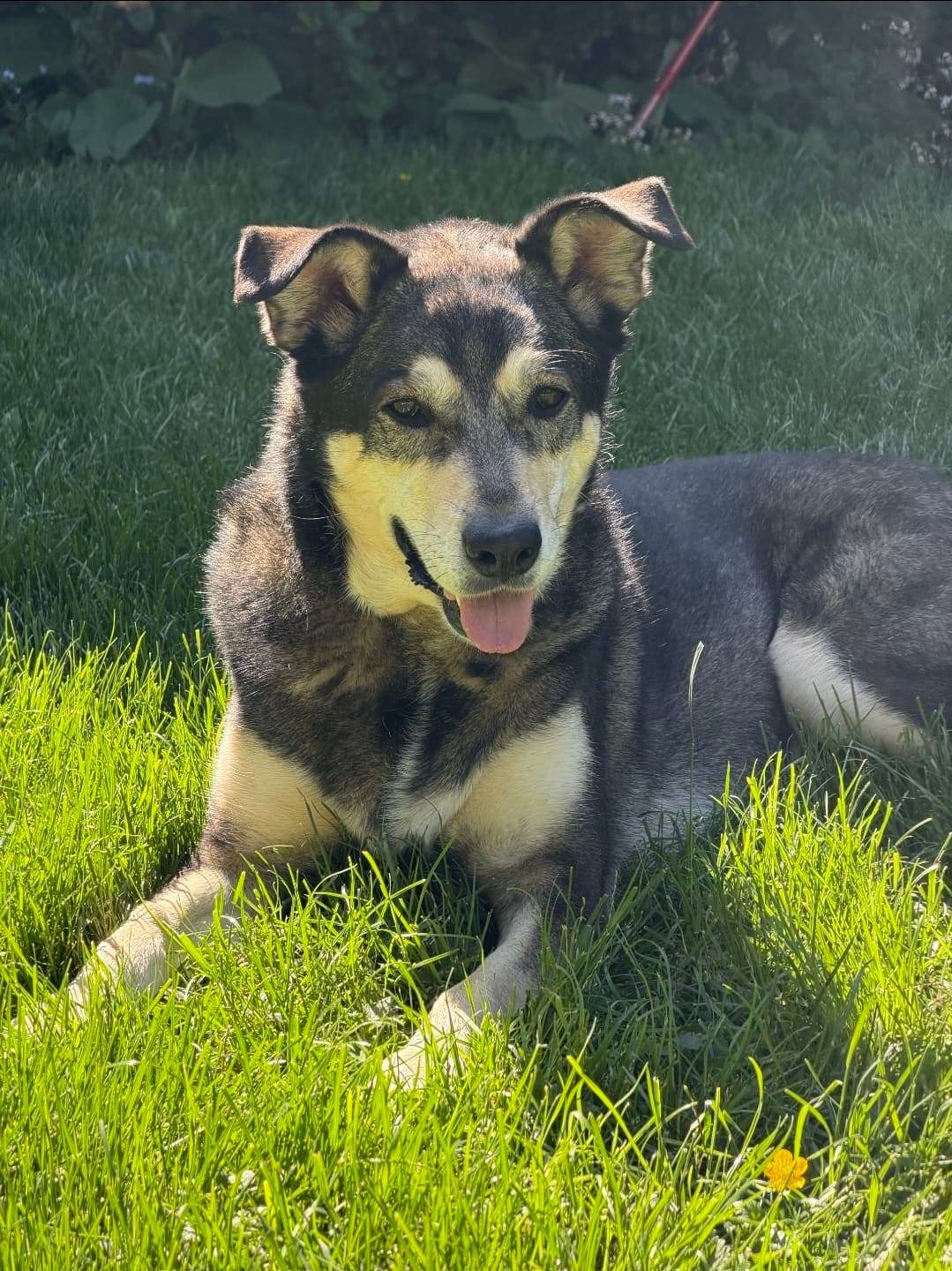 Willow 🌿 - Mixed Breed available for adoption at Victoria Humane Society in Victoria