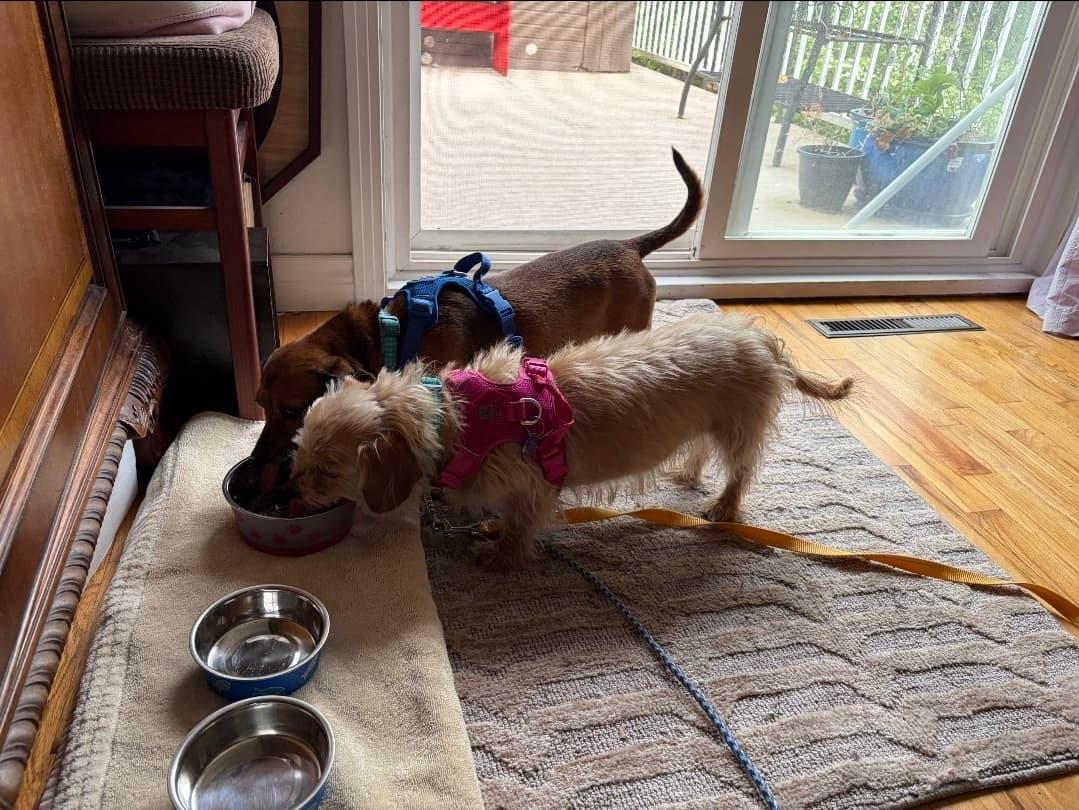 Bosco & Skye (Sibling Duo) - Mixed Breed available for adoption in Calgary