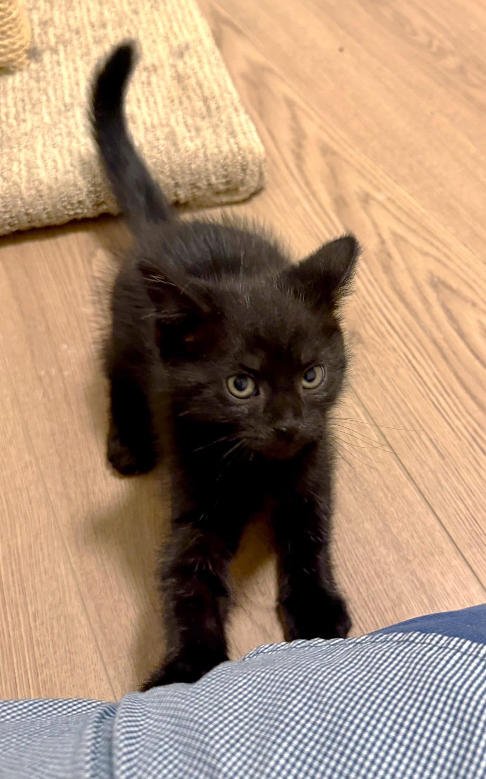 Bulbasaur - Domestic Shorthair cat available for adoption at Victoria Pet Adoption Society in Victoria