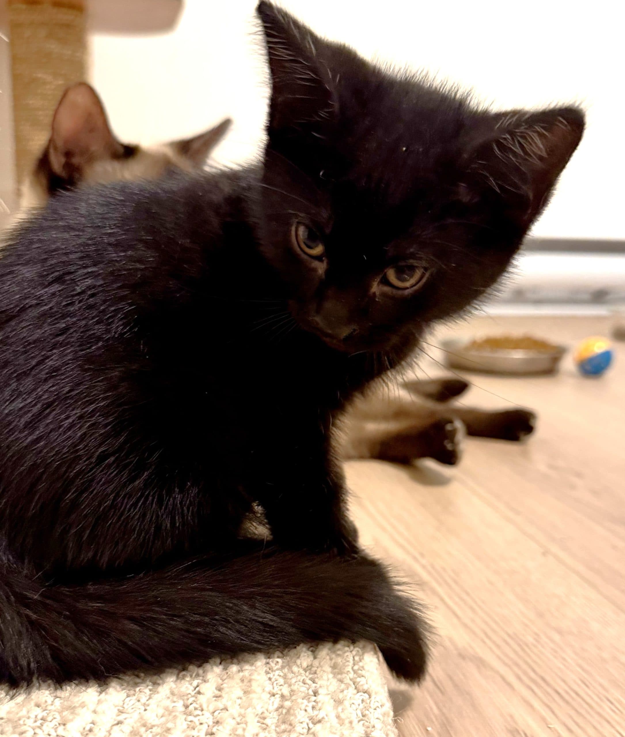 Eevee - Domestic Shorthair cat available for adoption at Victoria Pet Adoption Society in Victoria
