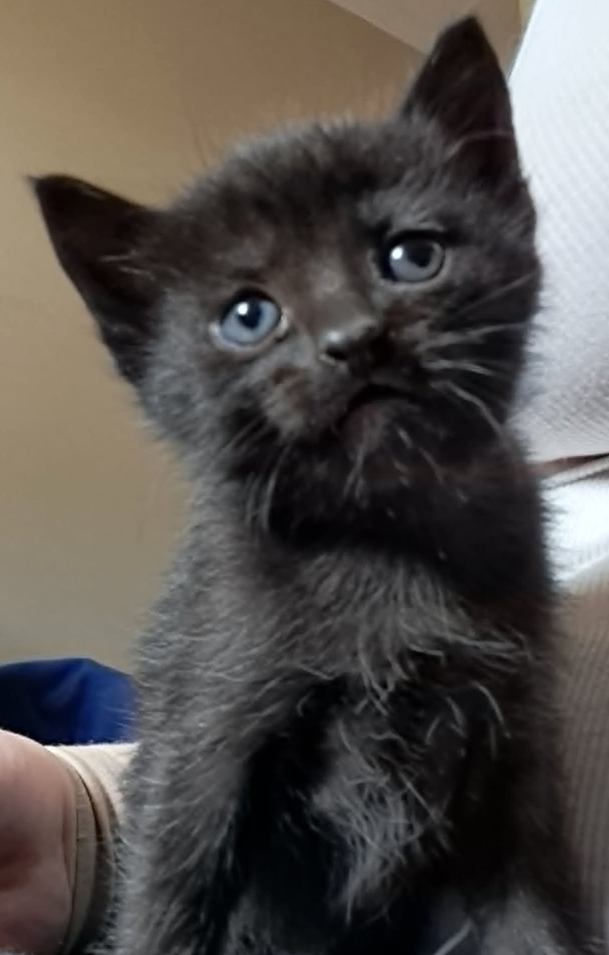 Filo - Domestic Shorthair cat available for adoption at Victoria Pet Adoption Society in Victoria