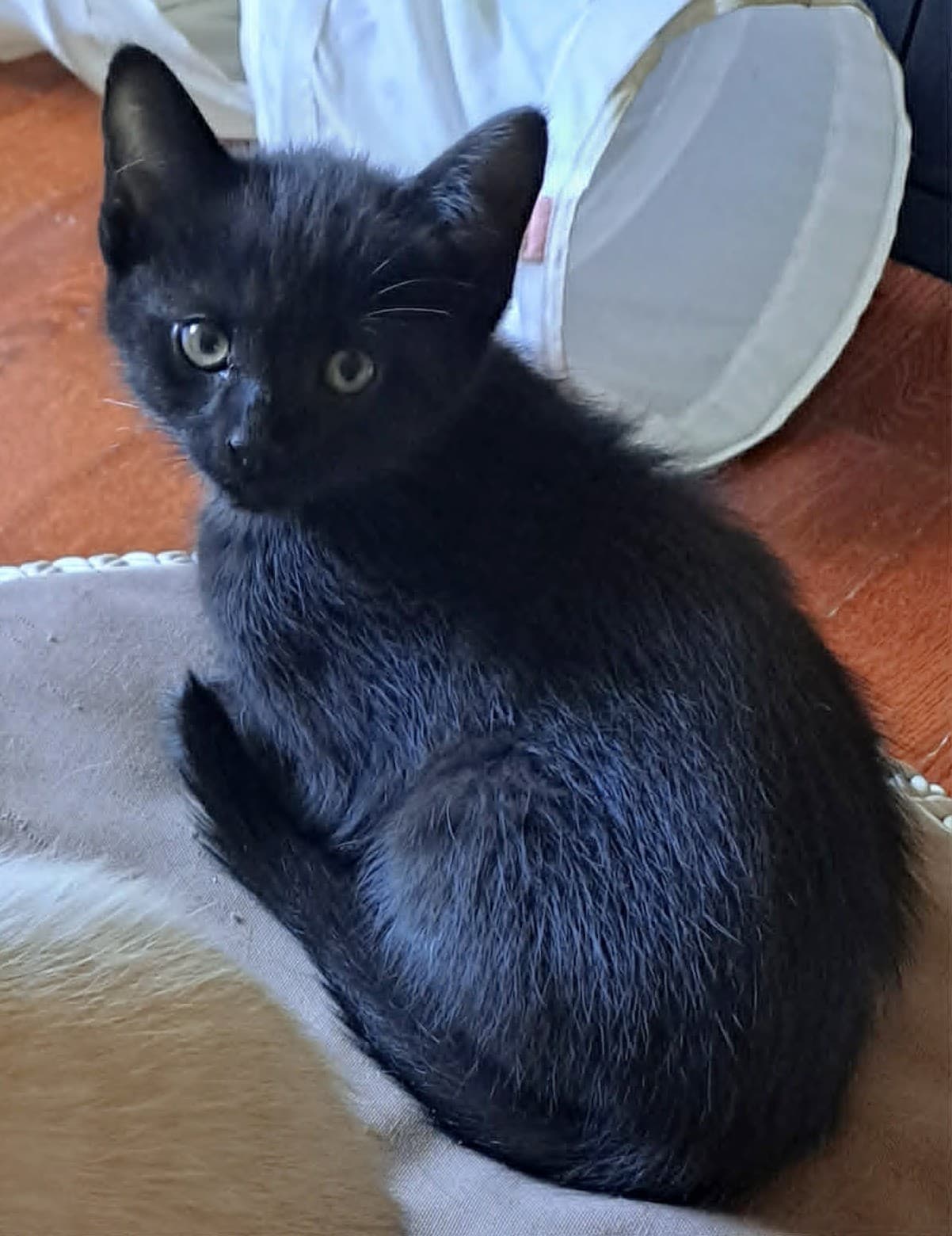 Ouzo - Domestic Shorthair cat available for adoption at Victoria Pet Adoption Society in Victoria