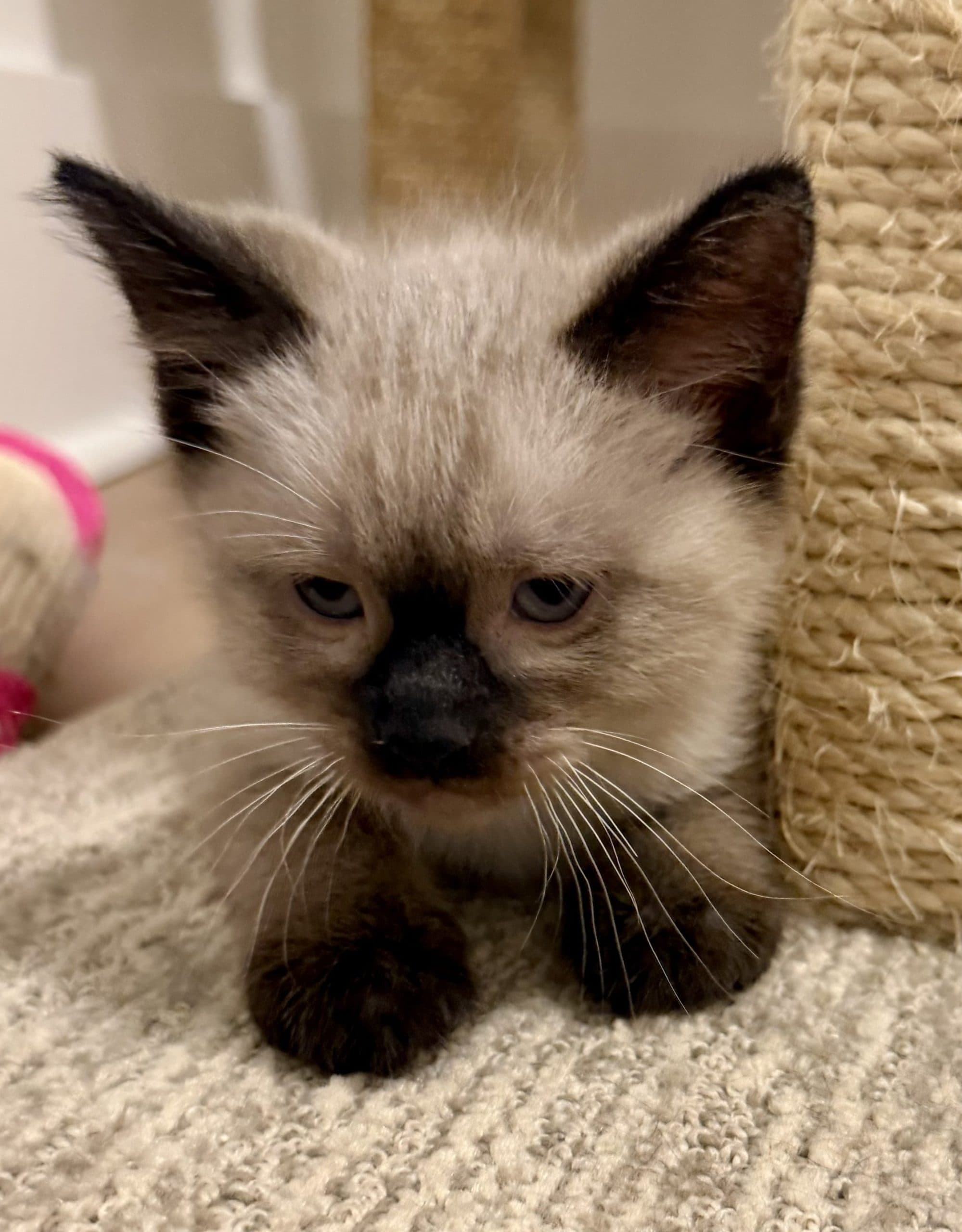 Pikachu - Domestic Shorthair cat available for adoption at Victoria Pet Adoption Society in Victoria
