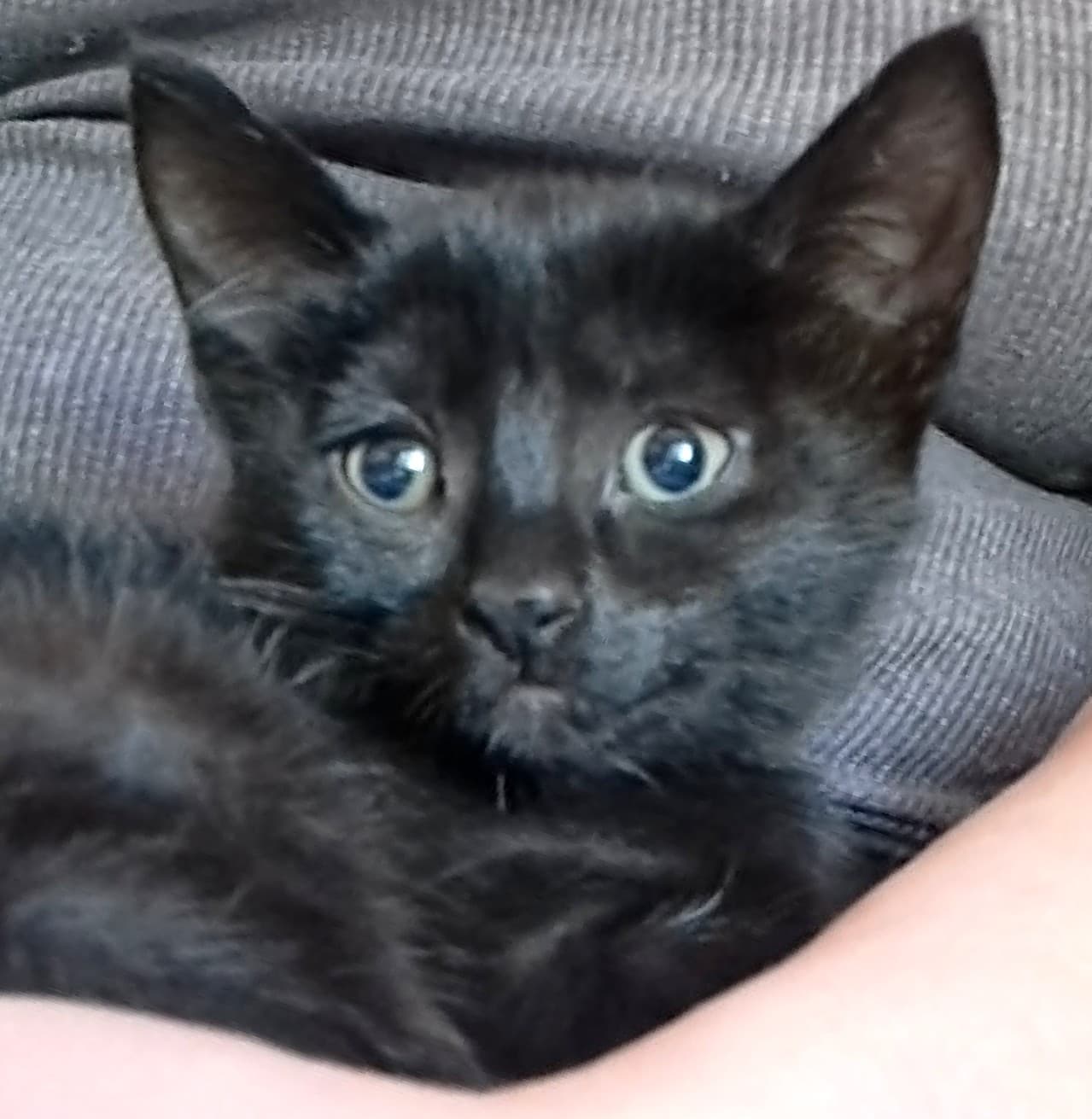 Pita - Domestic Shorthair cat available for adoption at Victoria Pet Adoption Society in Victoria