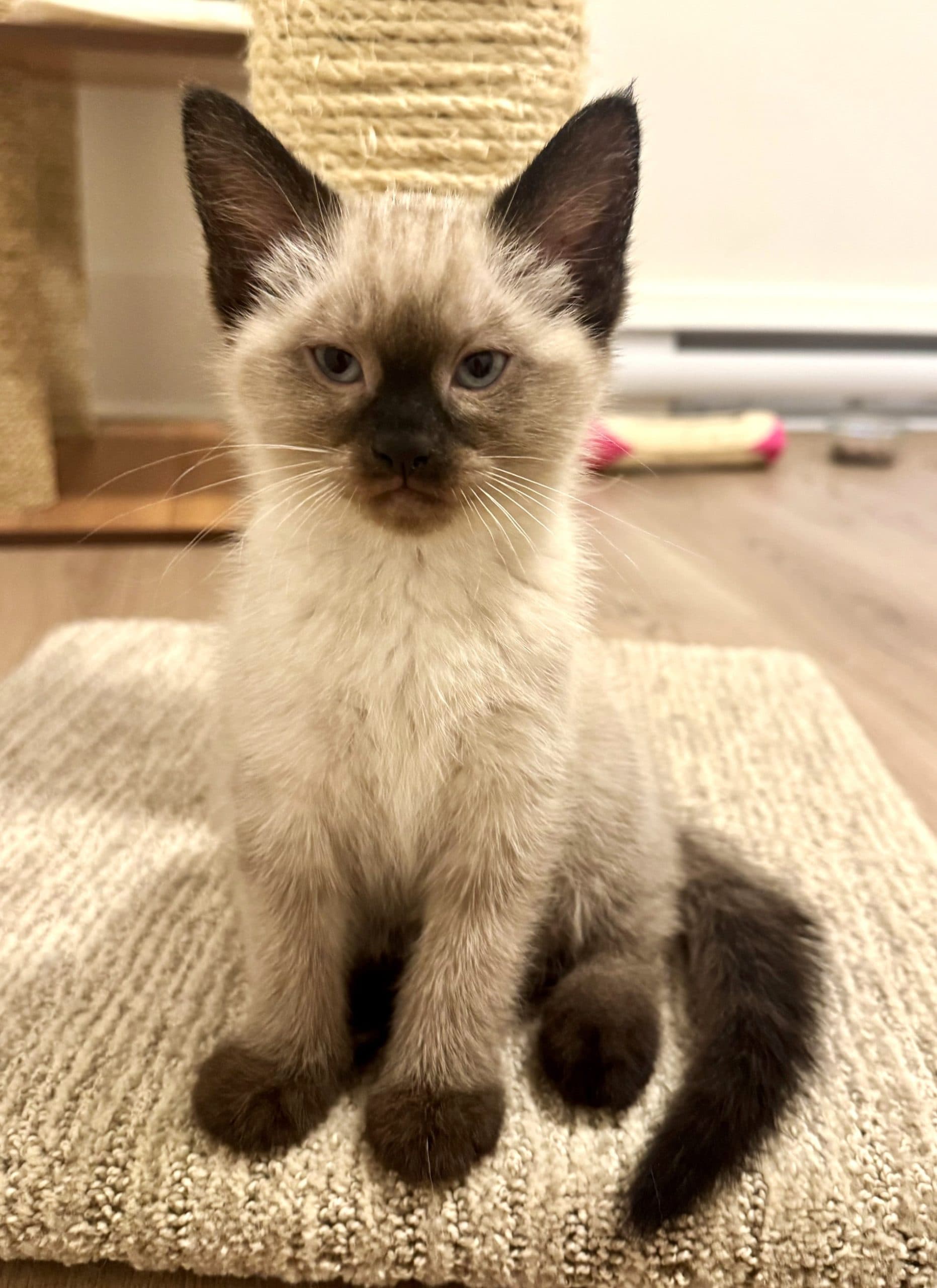 Squirtle - Domestic Shorthair cat available for adoption at Victoria Pet Adoption Society in Victoria
