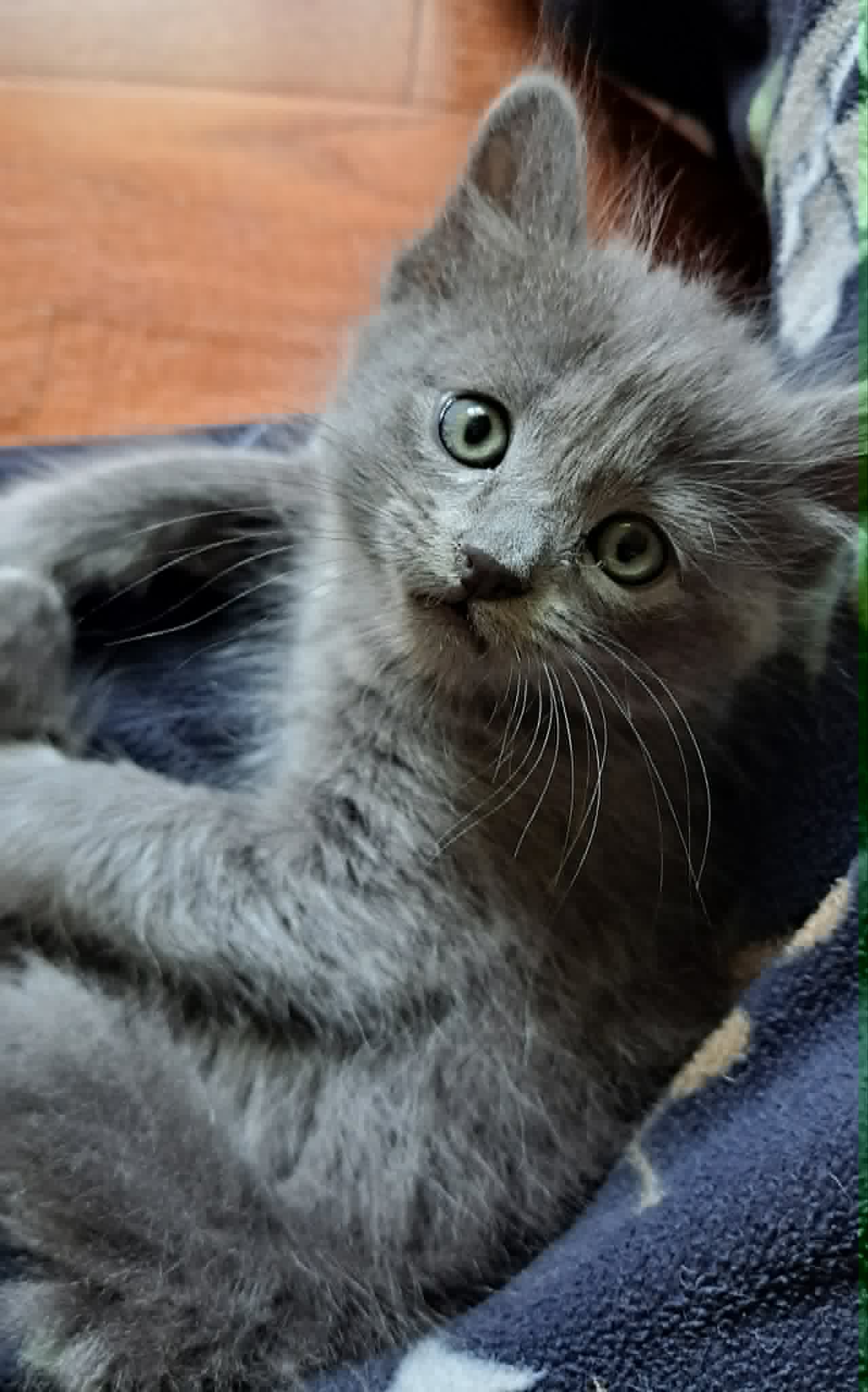 Tiri - Domestic Shorthair cat available for adoption at Victoria Pet Adoption Society in Victoria