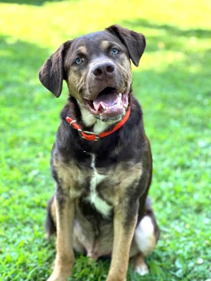Deuce - Mixed Breed available for adoption at ARF Ontario in London