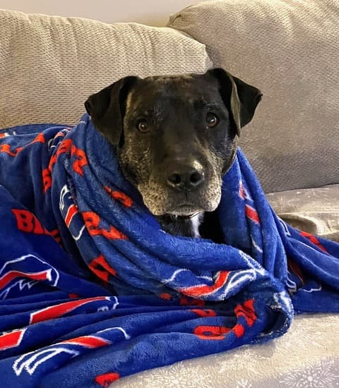 Breeze - Mixed Breed available for adoption at ARF Ontario in London