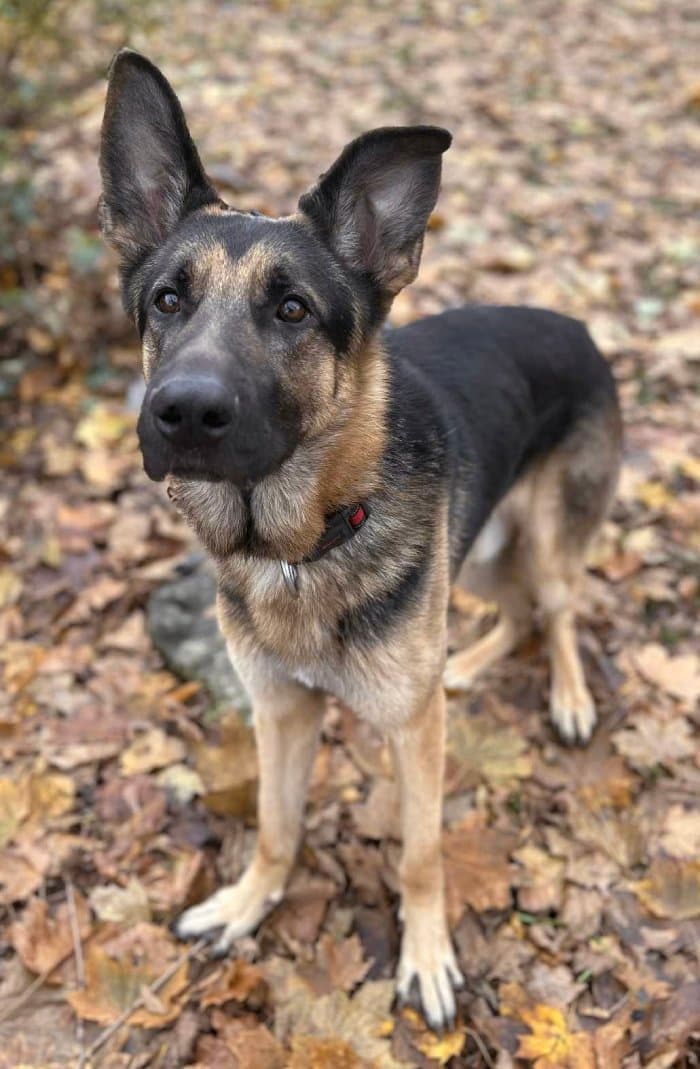 Farley - Mixed Breed available for adoption at ARF Ontario in London