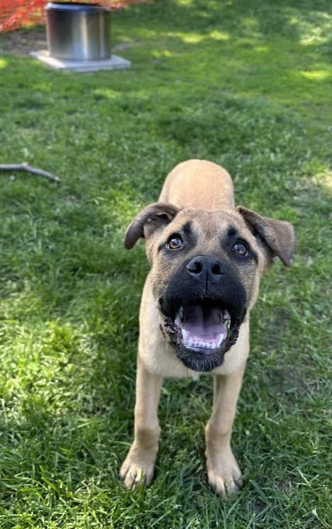Harold - Mixed Breed available for adoption at ARF Ontario in London