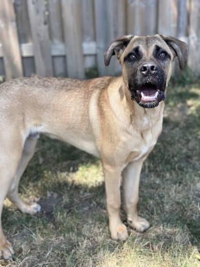 Harold - Mixed Breed available for adoption