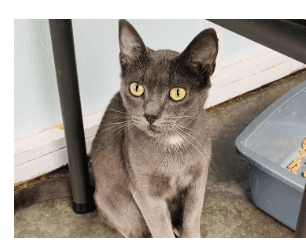 LUCY LOU - Domestic Short-Hair cat available for adoption at CARES Cat Shelter in Vancouver