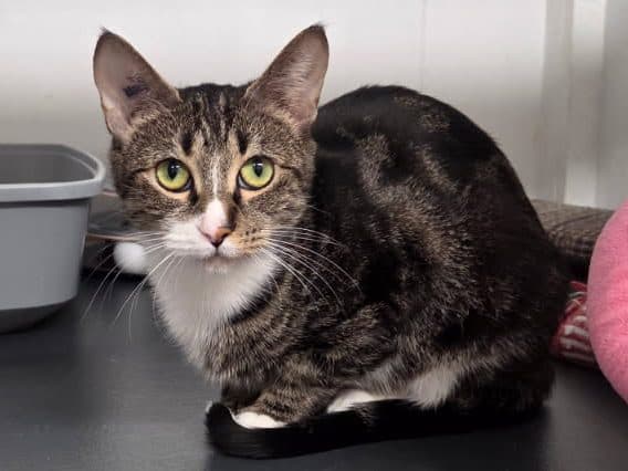 LACEY - Domestic Short-Hair cat available for adoption at CARES Cat Shelter in Vancouver