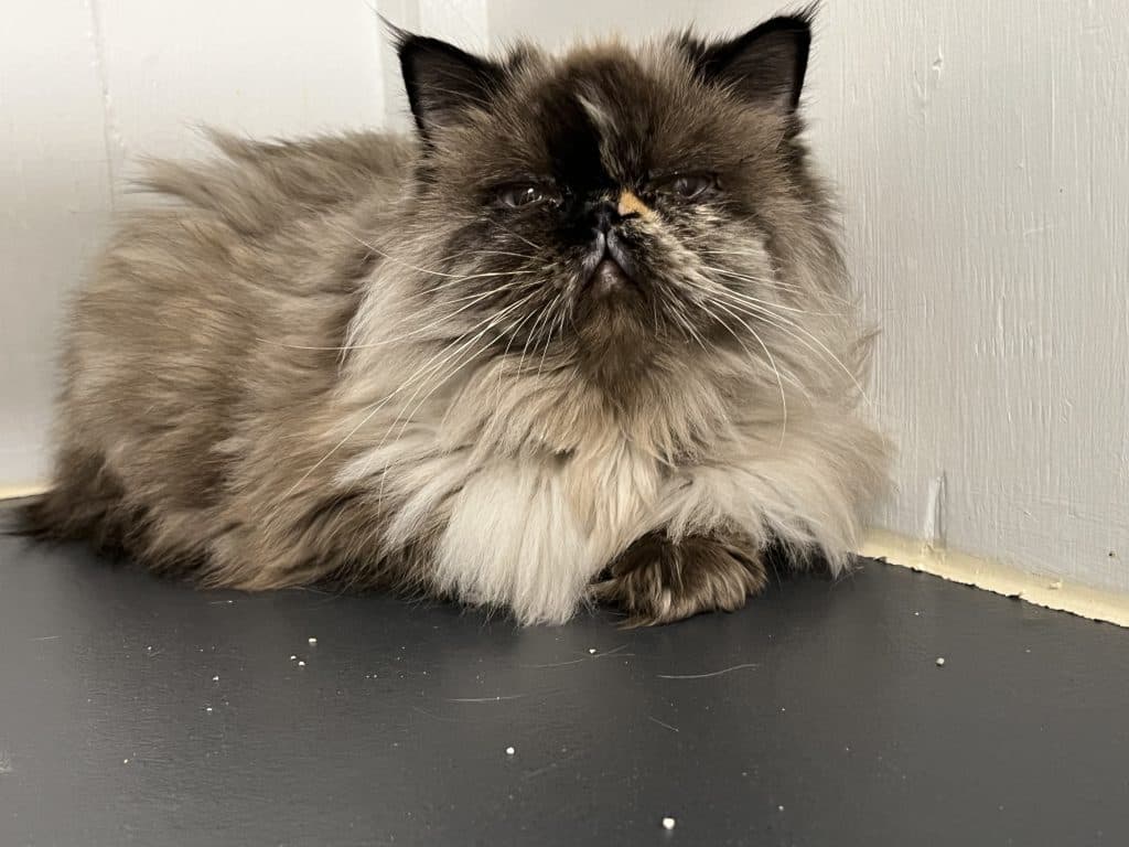 BABE - Persian-Tortipoint cat available for adoption at CARES Cat Shelter in Vancouver