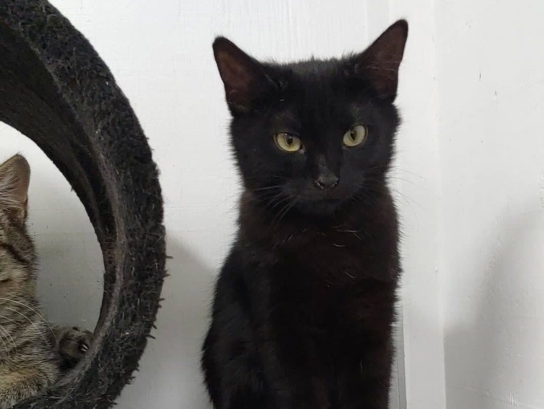 PIXEL - Domestic Short-Hair cat available for adoption at CARES Cat Shelter in Vancouver