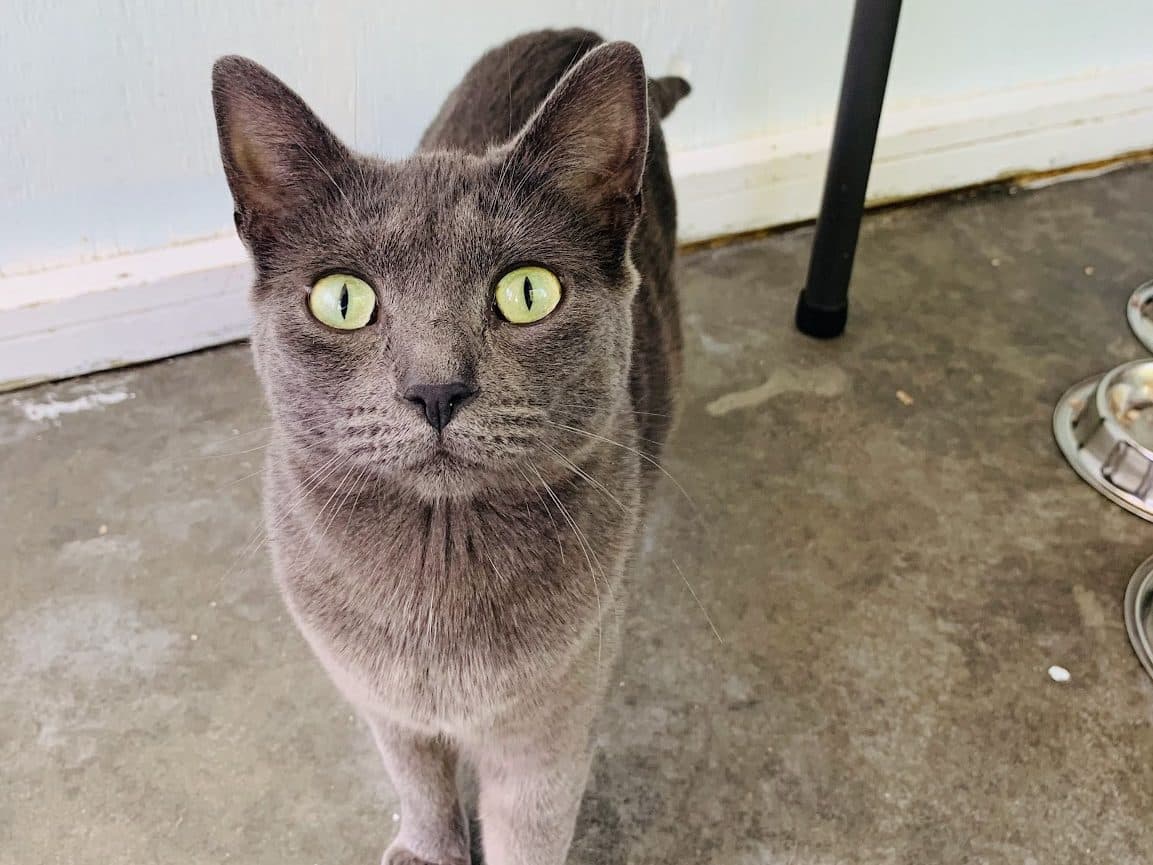 HOLLY - Domestic Short-Hair cat available for adoption at CARES Cat Shelter in Vancouver