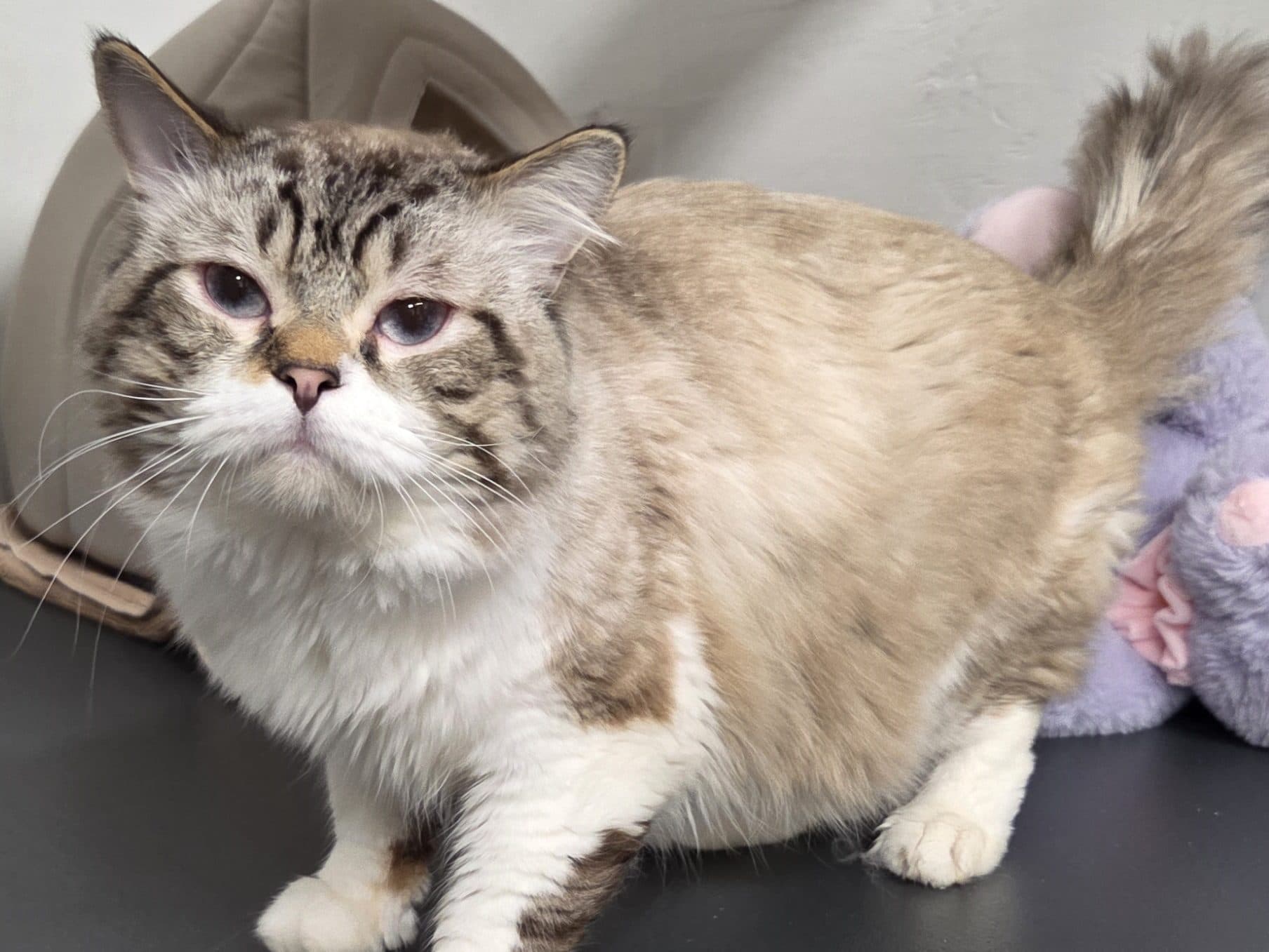 KHARFOOSH - Domestic Shorthair cat available for adoption at CARES Cat Shelter in Vancouver